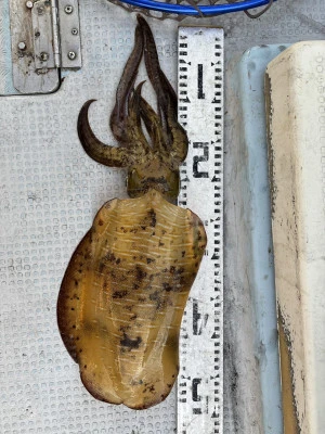 遊漁船響の2024年10月30日(水)5枚目の写真