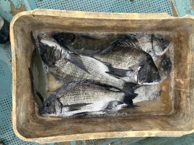 釣り筏 宇和海の2024年11月10日(日)1枚目の写真