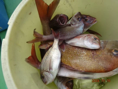 大栄丸の2024年11月16日(土)5枚目の写真