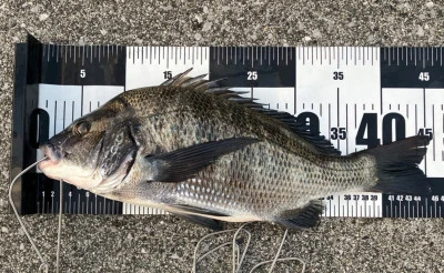 釣り筏 宇和海の2024年11月23日(土)1枚目の写真