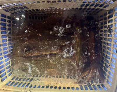 佐々木釣具店 平進丸の2024年11月21日(木)5枚目の写真