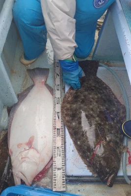 釣り船 秀進丸の2024年12月18日(水)5枚目の写真