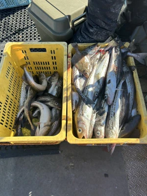 漁恵丸の2024年12月28日(土)1枚目の写真