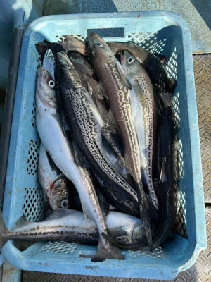 漁恵丸の2025年1月3日(金)2枚目の写真