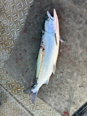 漁恵丸の2025年1月3日(金)4枚目の写真