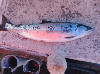 漁恵丸の2025年1月3日(金)5枚目の写真