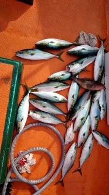 清家渡船の2024年12月30日(月)1枚目の写真