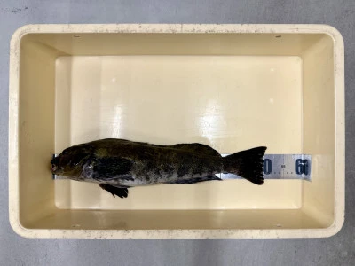 生出釣具店の2025年1月13日(月)1枚目の写真