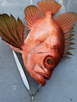 武蔵丸の2025年1月18日(土)5枚目の写真