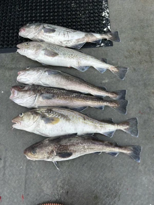 漁恵丸の2025年1月24日(金)2枚目の写真