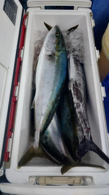 釣り船 秀進丸の2025年2月2日(日)2枚目の写真