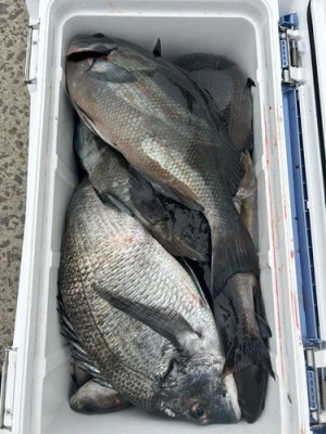 丸銀釣りセンターの2025年3月13日(木)5枚目の写真