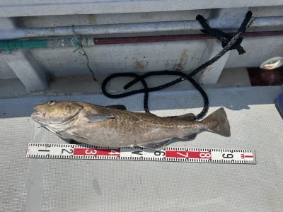 遊漁船 久丸の2025年3月22日(土)5枚目の写真