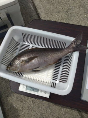中山総合釣センター・海遊の2025年3月30日(日)1枚目の写真