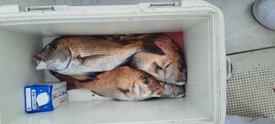 釣り船くわだの2025年4月2日(水)3枚目の写真