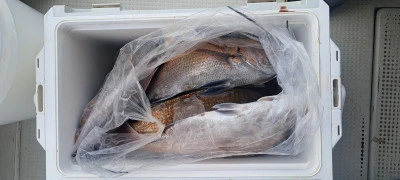 釣り船くわだの2025年4月2日(水)5枚目の写真