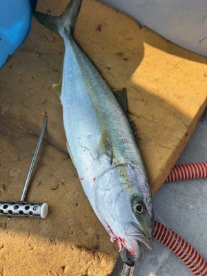 武蔵丸の2025年3月27日(木)4枚目の写真