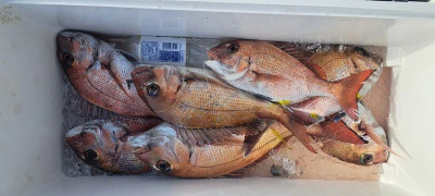 釣り船くわだの2025年4月3日(木)1枚目の写真