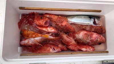 釣り船 秀進丸の2025年4月5日(土)5枚目の写真