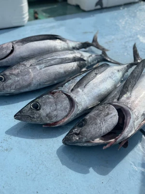 fishing boat 界 kaiの2025年4月8日(火)4枚目の写真