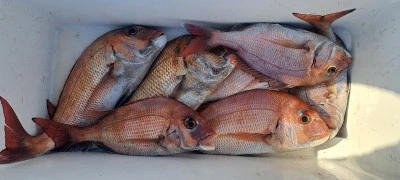 釣り船くわだの2025年4月9日(水)1枚目の写真