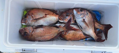 釣り船くわだの2025年4月9日(水)2枚目の写真