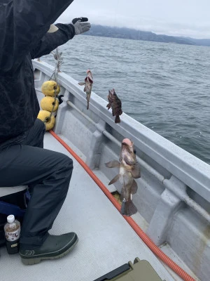 遊漁船 久丸の2025年4月13日(日)2枚目の写真