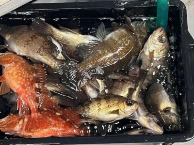 小川釣具（彗星マリン）の2025年4月18日(金)1枚目の写真
