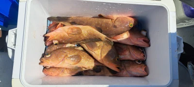 釣り船くわだの2025年4月21日(月)4枚目の写真