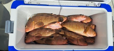 釣り船くわだの2025年4月21日(月)5枚目の写真