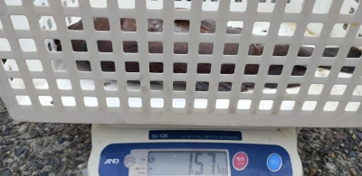 春栄丸の2025年4月24日(木)4枚目の写真