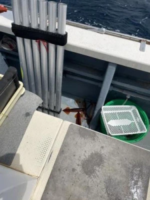 佐円丸の2025年4月26日(土)4枚目の写真