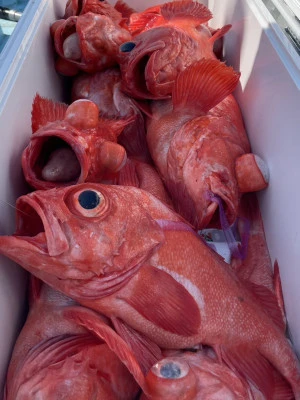 釣り船　由乃丸の2025年4月26日(土)3枚目の写真