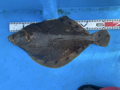 遊漁船 久丸の2025年4月27日(日)5枚目の写真