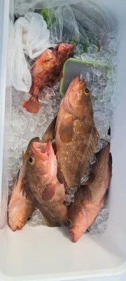 釣り船くわだの2025年5月3日(土)5枚目の写真