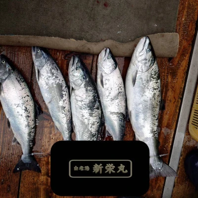 新栄丸の2025年5月4日(日)2枚目の写真
