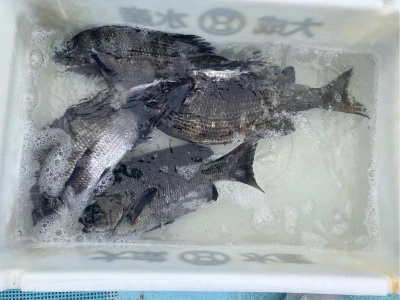 釣り筏 宇和海の2025年5月4日(日)1枚目の写真