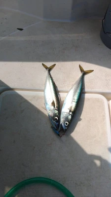 遊漁船 サザンブルーの2025年5月5日(月)5枚目の写真