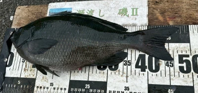 瀬渡し 磯の2025年4月12日(土)5枚目の写真