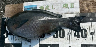 瀬渡し 磯の2025年4月18日(金)5枚目の写真