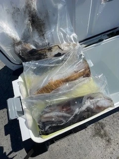 ヒダカ水産の2025年4月27日(日)1枚目の写真