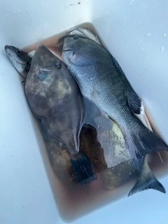 ヒダカ水産の2025年4月29日(火)1枚目の写真