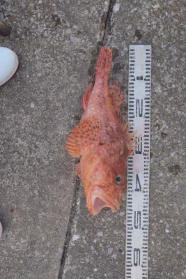 釣り船 秀進丸の2025年5月8日(木)3枚目の写真