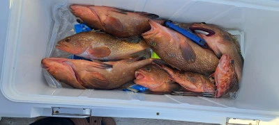 釣り船くわだの2025年5月7日(水)1枚目の写真