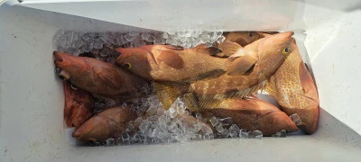 釣り船くわだの2025年5月7日(水)2枚目の写真