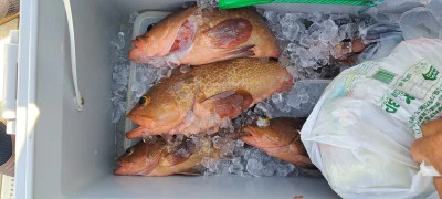 釣り船くわだの2025年5月7日(水)3枚目の写真