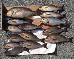 山洋渡船の2025年3月14日(金)1枚目の写真