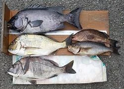 山洋渡船の2025年3月18日(火)1枚目の写真