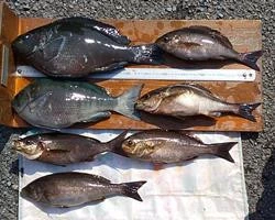 山洋渡船の2025年3月21日(金)1枚目の写真