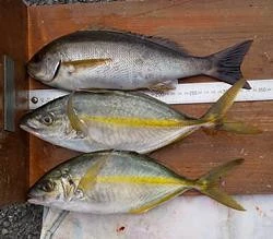 山洋渡船の2025年3月29日(土)1枚目の写真